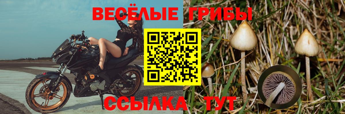 Псилоцибиновые грибы GOLDEN TEACHER Москва